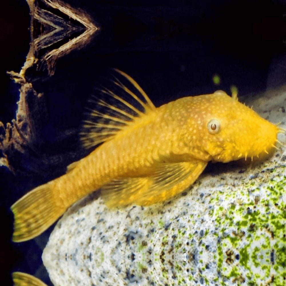 Freshwater Fish|Albino Bristlenose Catfish|Cradle Coast Pet & Aquarium