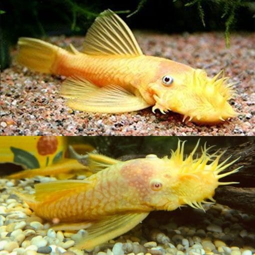 Freshwater Fish|Albino Bristlenose Catfish|Cradle Coast Pet & Aquarium