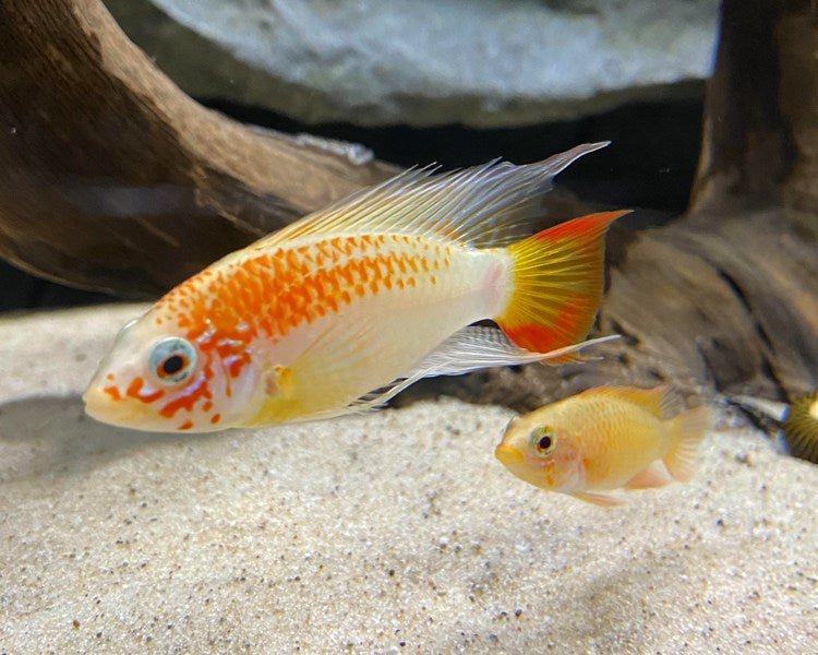 Freshwater Fish|Apisto Viejita Gold - Apistogramma viejita macmasteri|Cradle Coast Pet & Aquarium