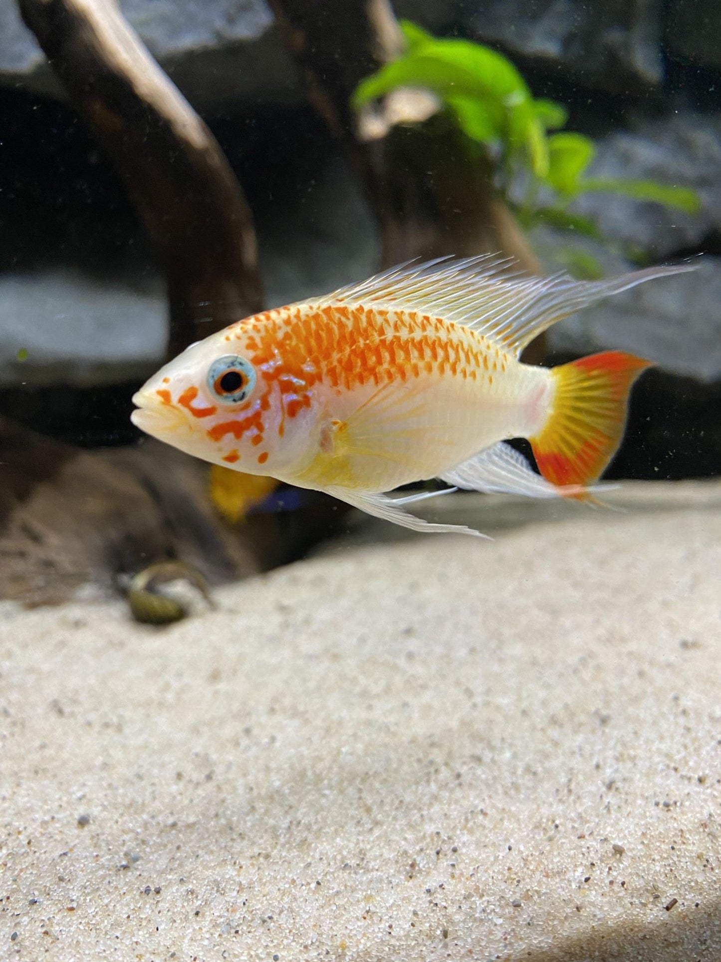 Freshwater Fish|Apisto Viejita Gold - Apistogramma viejita macmasteri|Cradle Coast Pet & Aquarium