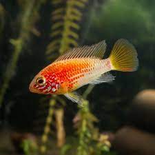 Freshwater Fish|Apisto Viejita Gold - Apistogramma viejita macmasteri|Cradle Coast Pet & Aquarium