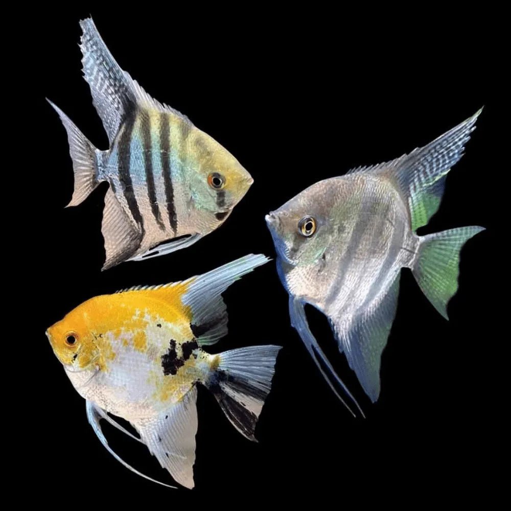 Freshwater Fish|Assorted Angelfish - Pterophyllum scalare|Cradle Coast Pet & Aquarium