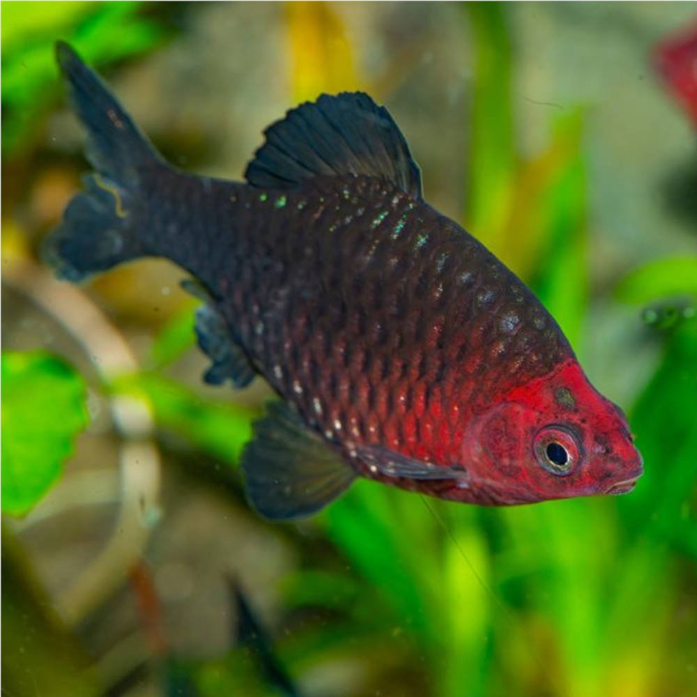 Barb | Black Ruby Barb - Pethia nigrofasciata | Cradle Coast Pet & Aquarium