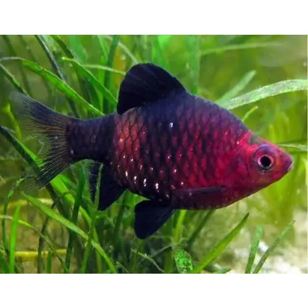 Barb | Black Ruby Barb - Pethia nigrofasciata | Cradle Coast Pet & Aquarium