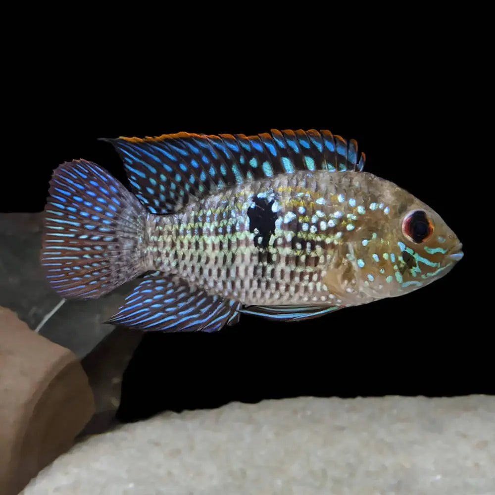 Freshwater Fish|Blue Acara - Andinocara pulcher|Cradle Coast Pet & Aquarium