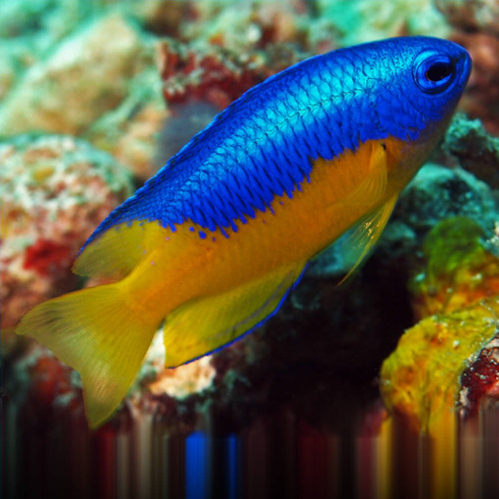 Live Fish|Blue & Gold Damselfish - Pomacentrus coelestis|Cradle Coast Pet & Aquarium