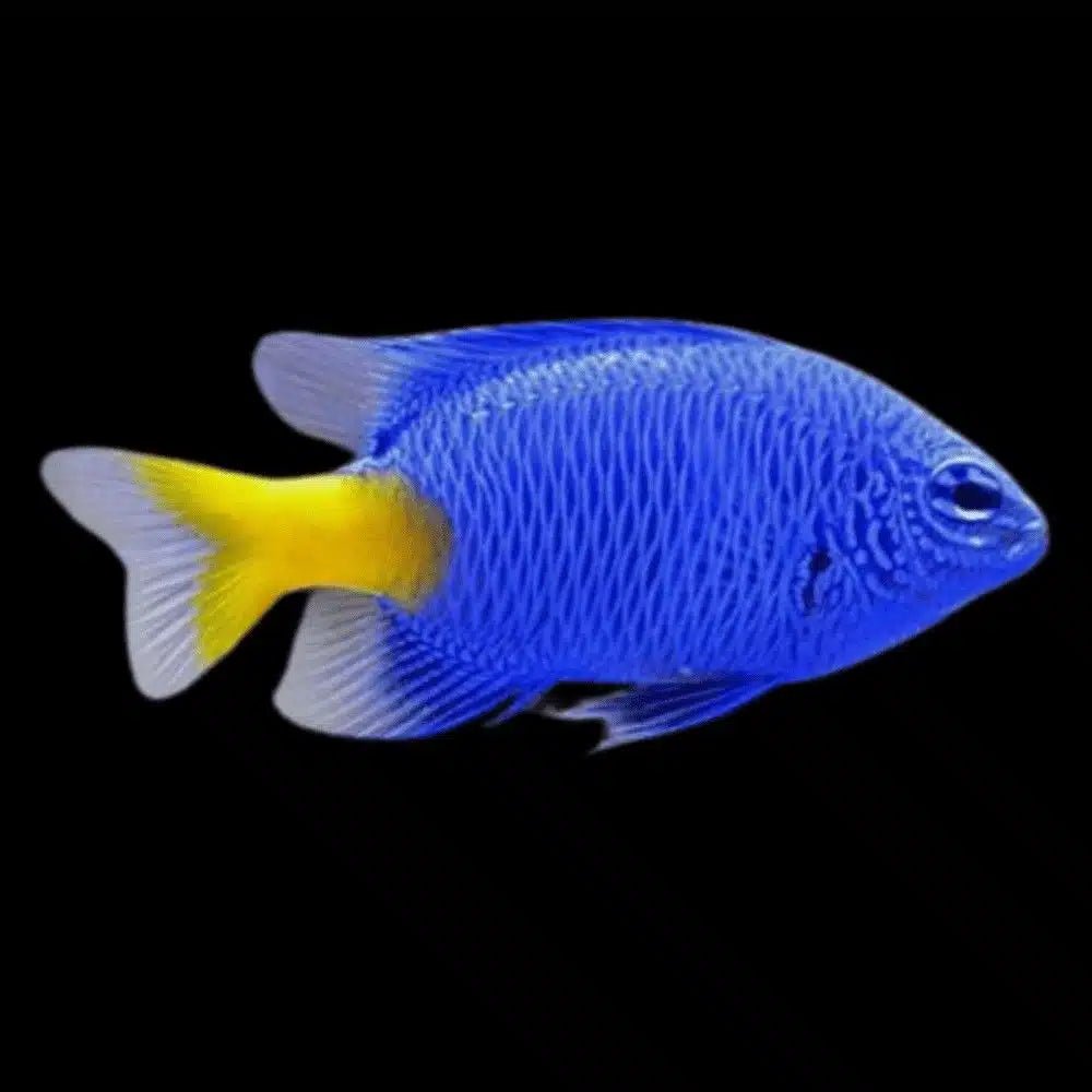 Marine Fish|Blue Yellowtail Damselfish - Chrysiptera parasema|Cradle Coast Pet & Aquarium