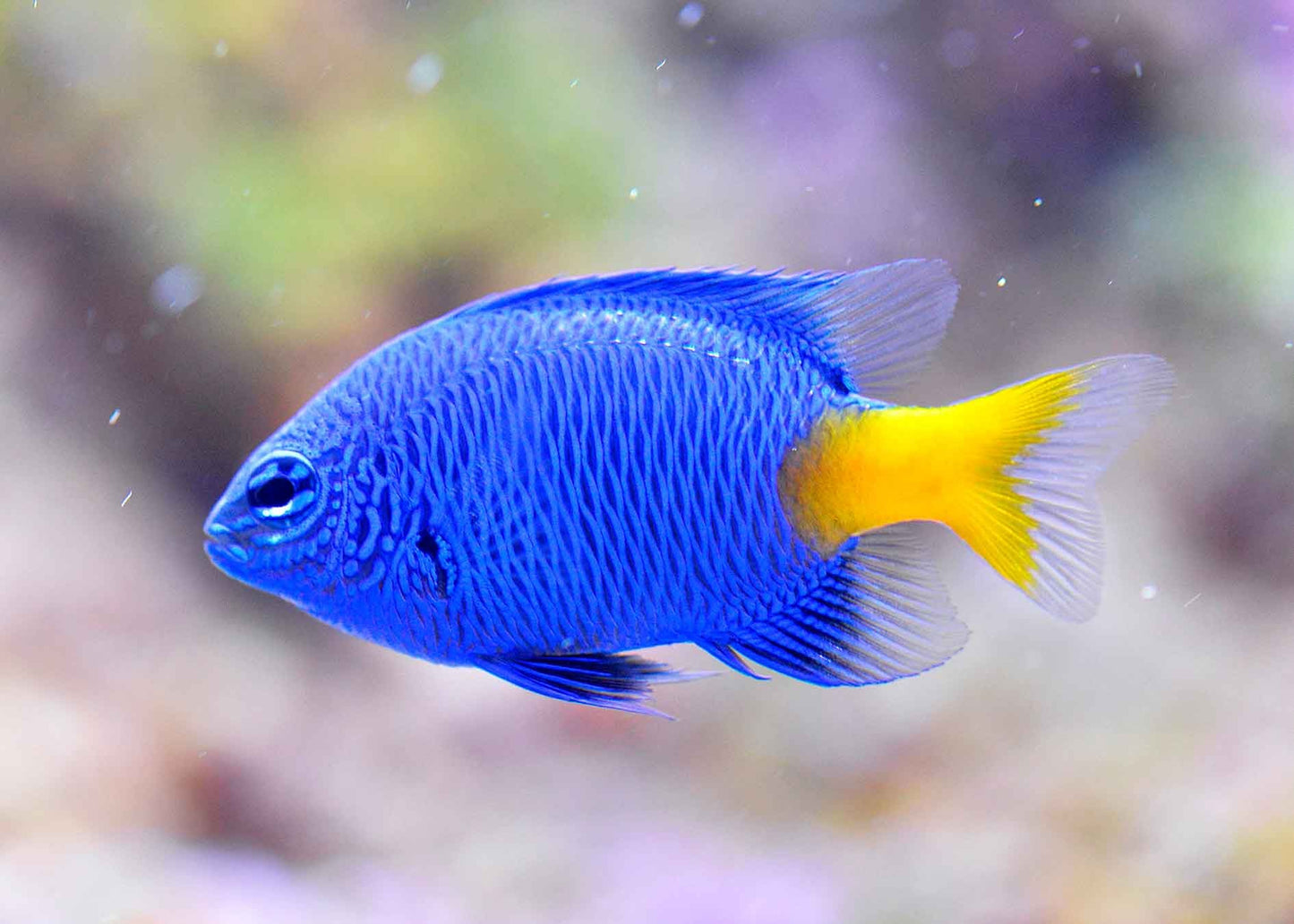 Marine Fish|Blue Yellowtail Damselfish - Chrysiptera parasema|Cradle Coast Pet & Aquarium