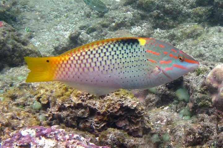 Live Fish|Checkerboard Wrasse - Halichoeres hortulanus|Cradle Coast Pet & Aquarium