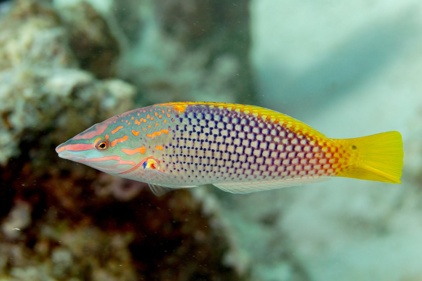 Live Fish|Checkerboard Wrasse - Halichoeres hortulanus|Cradle Coast Pet & Aquarium