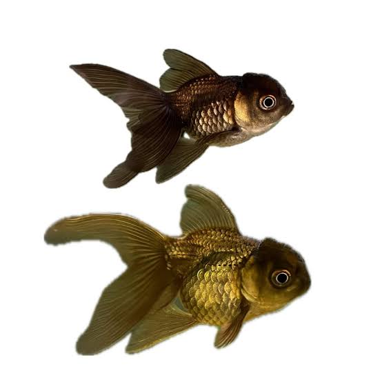 Live Fish|Chocolate Oranda - Carassius auratus|Cradle Coast Pet & Aquarium
