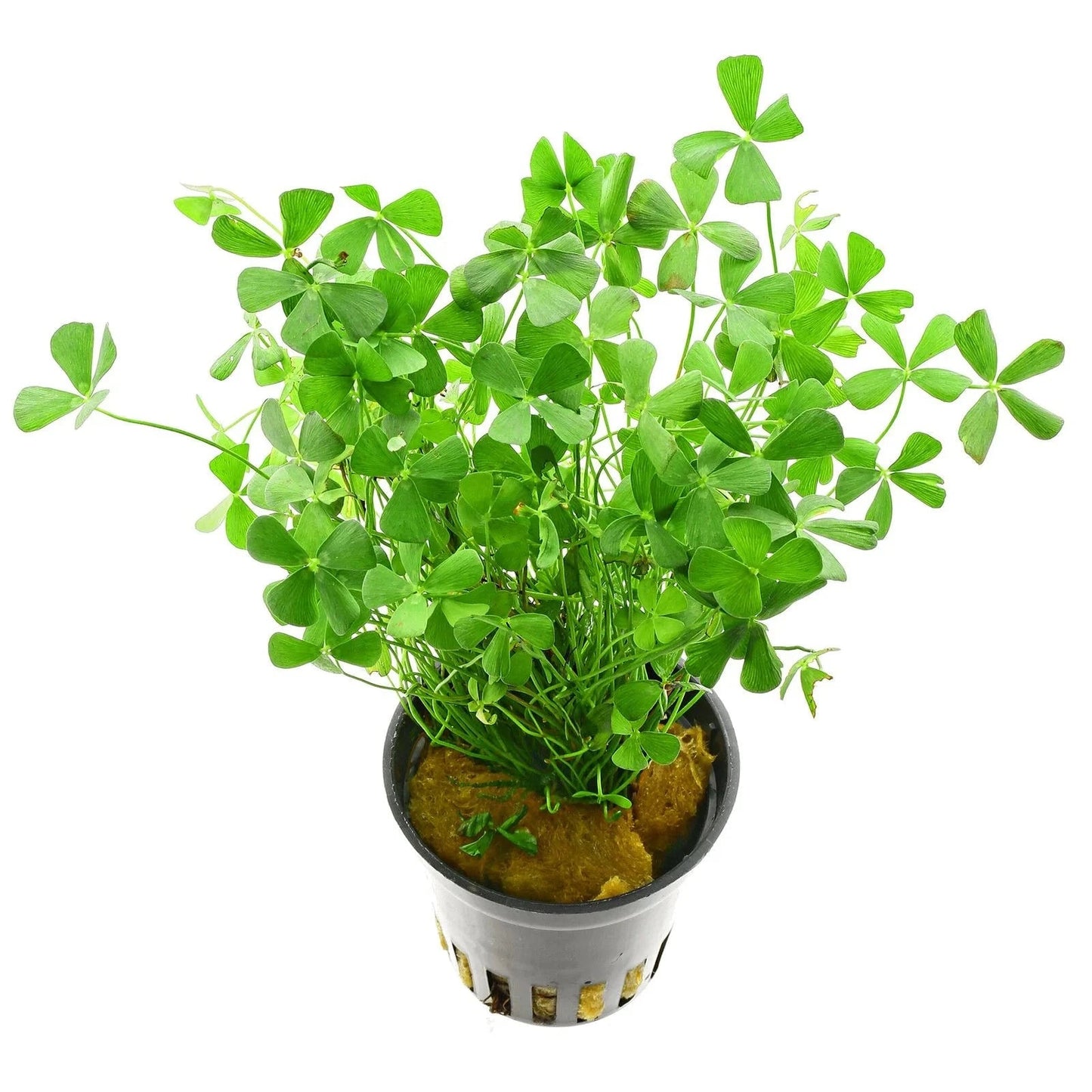 Live Plants|Common Nardoo | Marsilea drummondii|Cradle Coast Pet & Aquarium