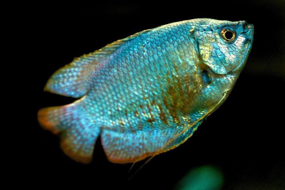 Freshwater Fish|Coral Blue Dwarf Gourami - Trichogaster lalius|Cradle Coast Pet & Aquarium