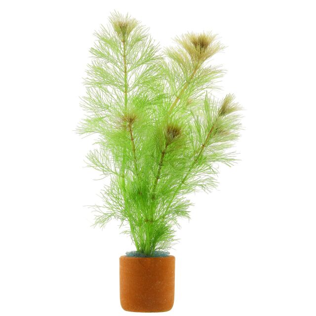 Live Plants|Darwin River Ambulia | Limnophila brownii|Cradle Coast Pet & Aquarium