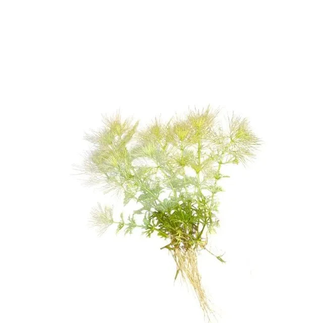 Live Plants|Darwin River Ambulia | Limnophila brownii|Cradle Coast Pet & Aquarium