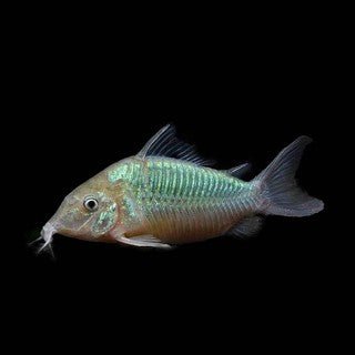 Catfish | Emerald Green Cory - Corydoras splendens | Cradle Coast Pet & Aquarium