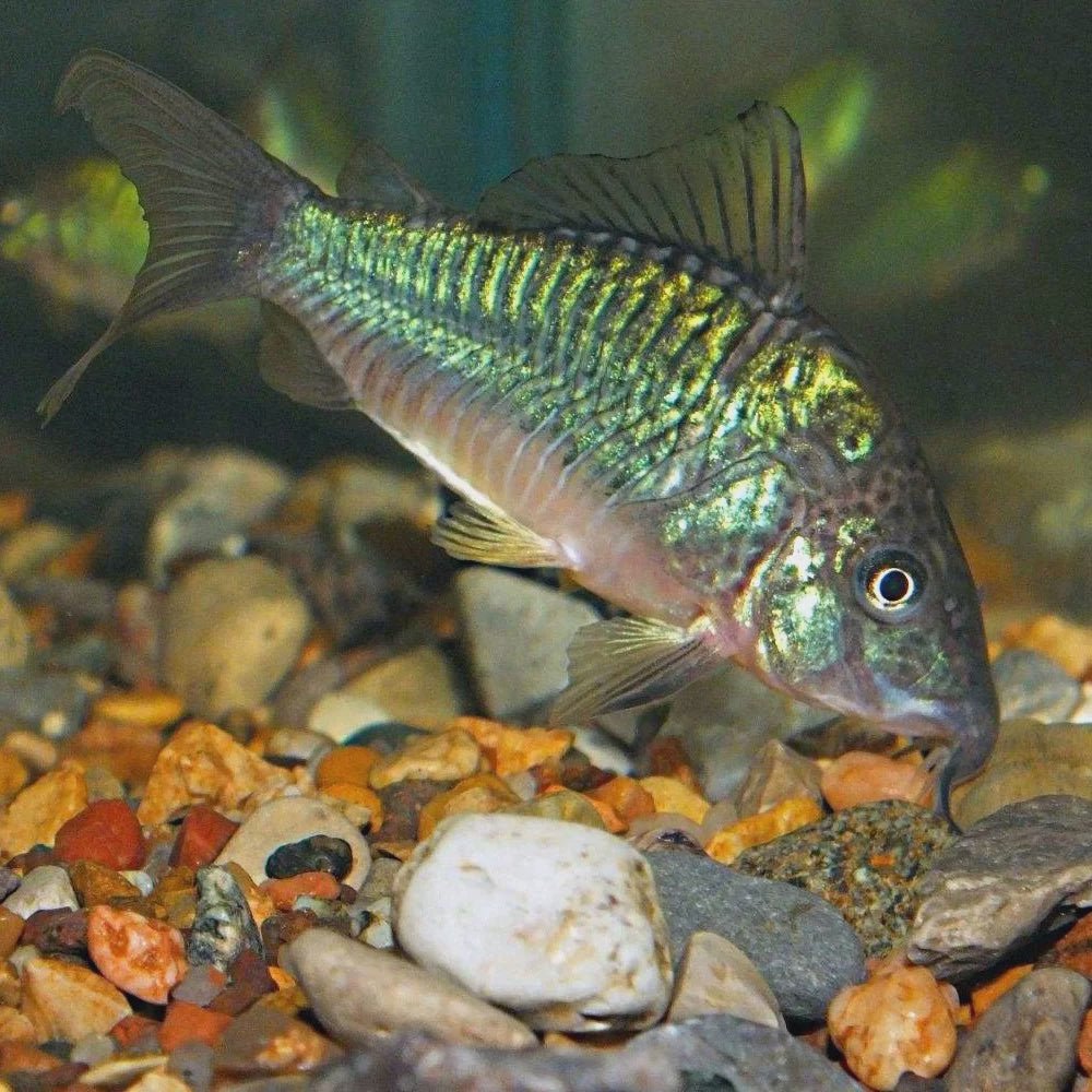 Catfish | Emerald Green Cory - Corydoras splendens | Cradle Coast Pet & Aquarium