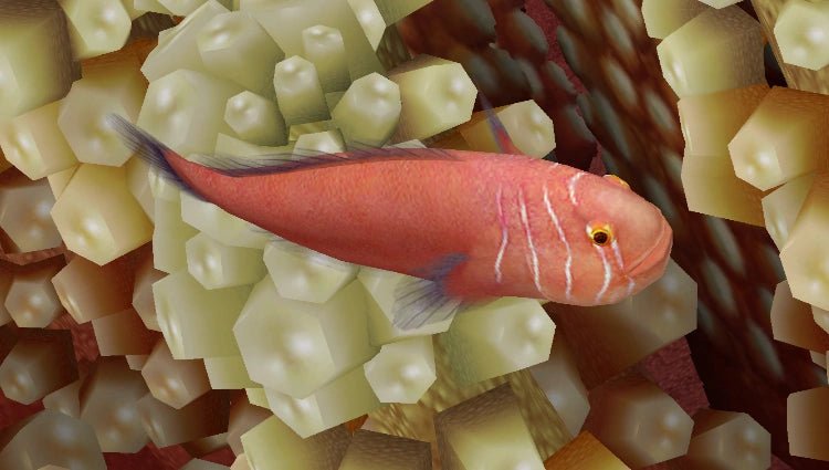 Marine Fish | Five Lined Coral Goby - Gobiodon quinquestrigatus | Cradle Coast Pet & Aquarium