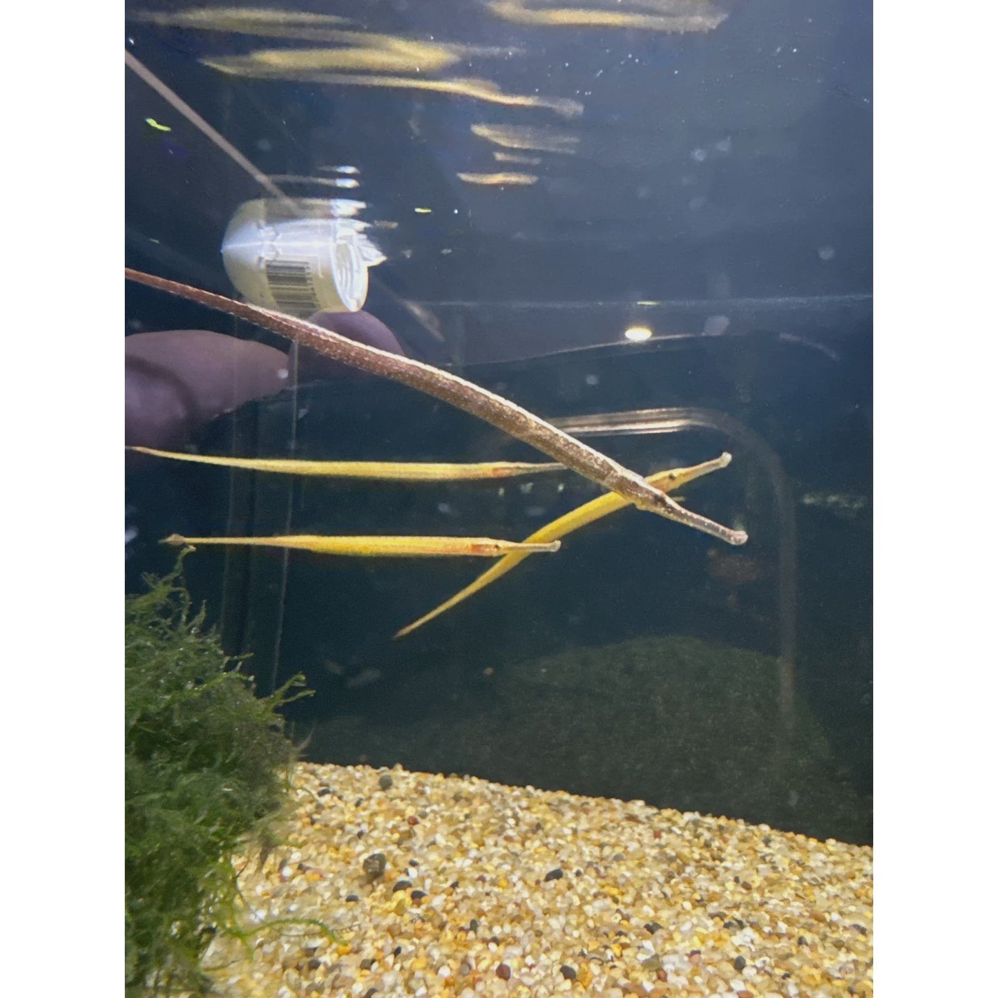 Freshwater Fish|Freshwater Short Snout Pipefish - Doryicthys martensii|Cradle Coast Pet & Aquarium