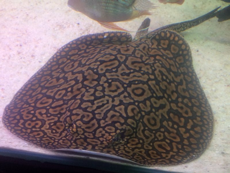 Freshwater Fish|Freshwater Stingray 'Mantilla' - Potamotrygon sp. Mantilla|Cradle Coast Pet & Aquarium