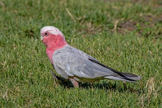 Live Birds|Galah - Eolophus roseicapilla|Cradle Coast Pet & Aquarium