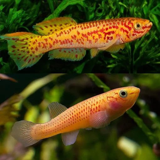 Live Fish|Gardnes Killifish - Aphyosmion gardneri|Cradle Coast Pet & Aquarium