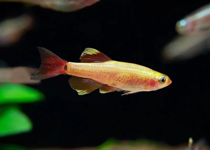 Freshwater Fish|Gold White Cloud Mountain. Minnow - Tanichthys albonubes|Cradle Coast Pet & Aquarium