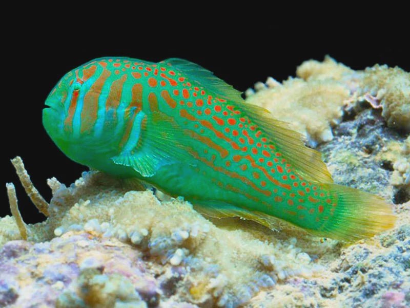Marine Fish|Green Coral Goby - Gobiodon histrio|Cradle Coast Pet & Aquarium
