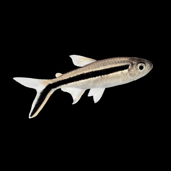 Freshwater Fish|Hockey Stick Tetra - Thayeria boehlkei|Cradle Coast Pet & Aquarium