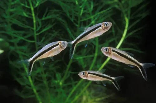Freshwater Fish|Hockey Stick Tetra - Thayeria boehlkei|Cradle Coast Pet & Aquarium