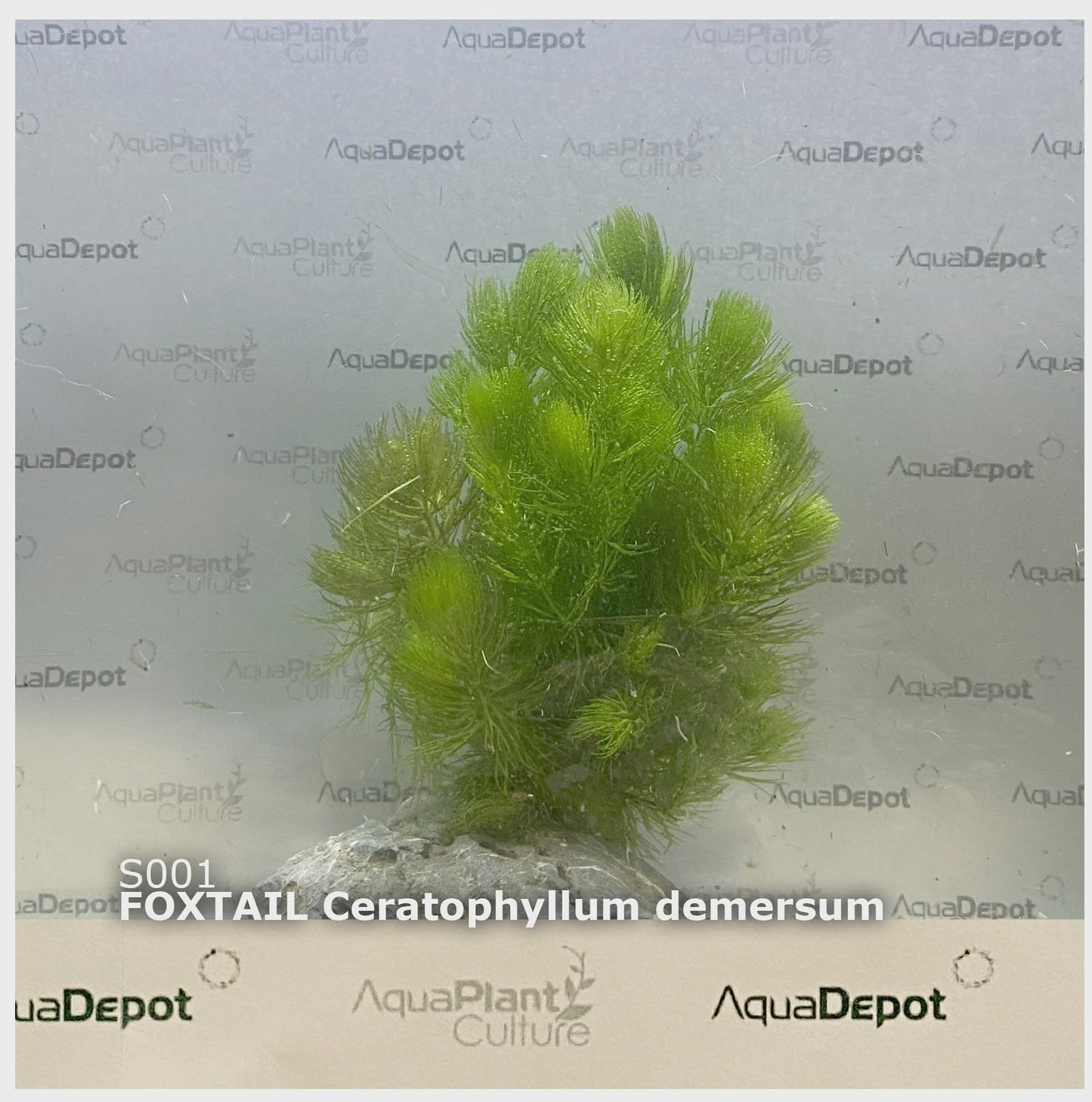Live Plants|Hornwort - Ceratophyllum demersum|Cradle Coast Pet & Aquarium