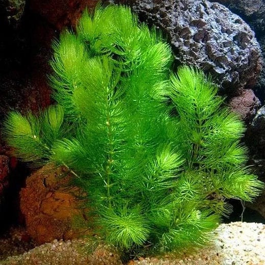 Live Plants|Hornwort - Ceratophyllum demersum|Cradle Coast Pet & Aquarium
