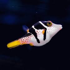 Black Saddled (Valentini) Pufferfish - Canthigaster valentini