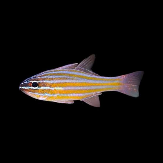 Yellowstriped Cardinalfish - Apogon cyanosoma