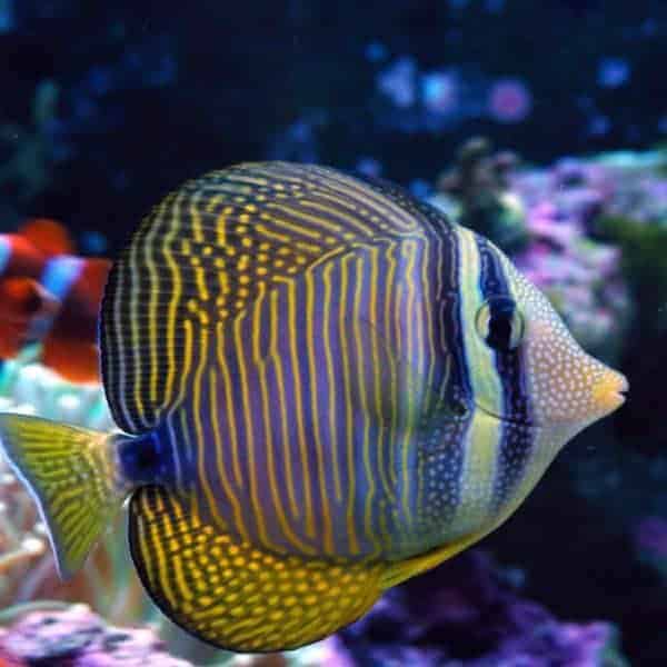 Marine Fish|Indian Ocean Sailfin Tang - Zebrasoma desjardinii|Cradle Coast Pet & Aquarium