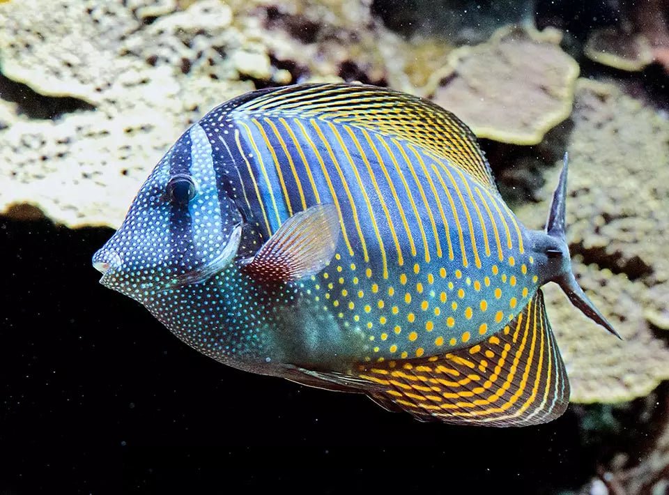 Marine Fish|Indian Ocean Sailfin Tang - Zebrasoma desjardinii|Cradle Coast Pet & Aquarium