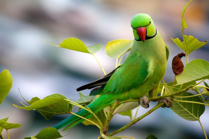 Live Birds|Indian Ringneck - Psittacula krameri|Cradle Coast Pet & Aquarium