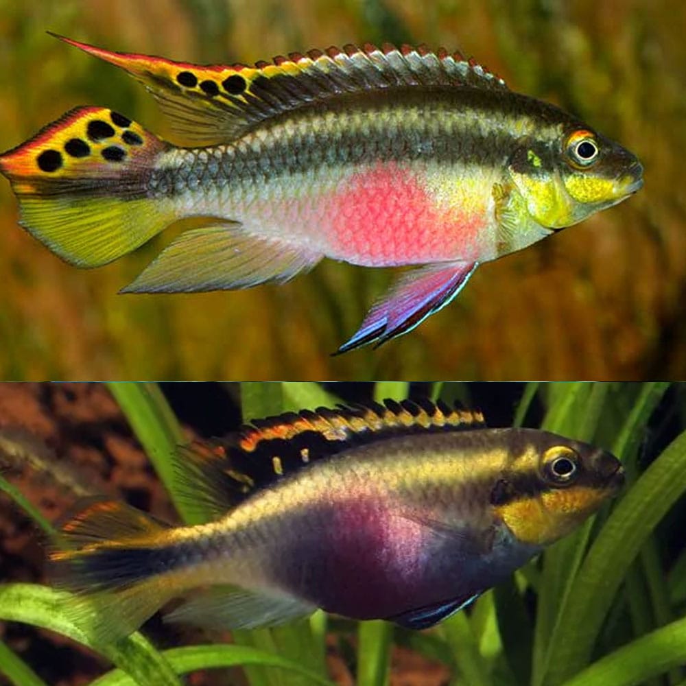 Freshwater Fish|Kribensis - Pelviachromis pulcher|Cradle Coast Pet & Aquarium