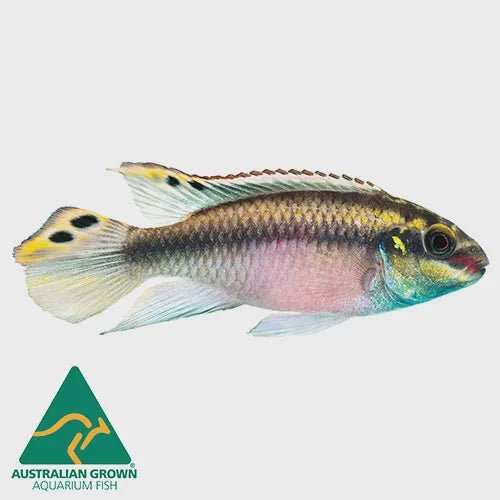 Freshwater Fish|Kribensis - Pelviachromis pulcher|Cradle Coast Pet & Aquarium