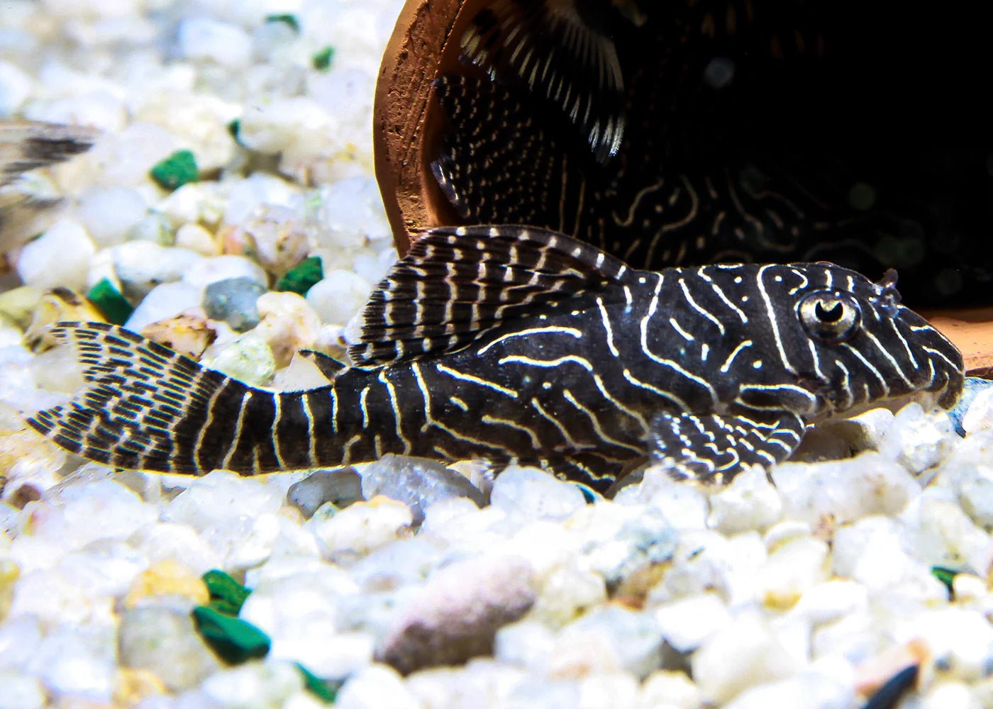 Live Fish|L333 King Tiger Pleco - Hypancistrus sp. L333|Cradle Coast Pet & Aquarium