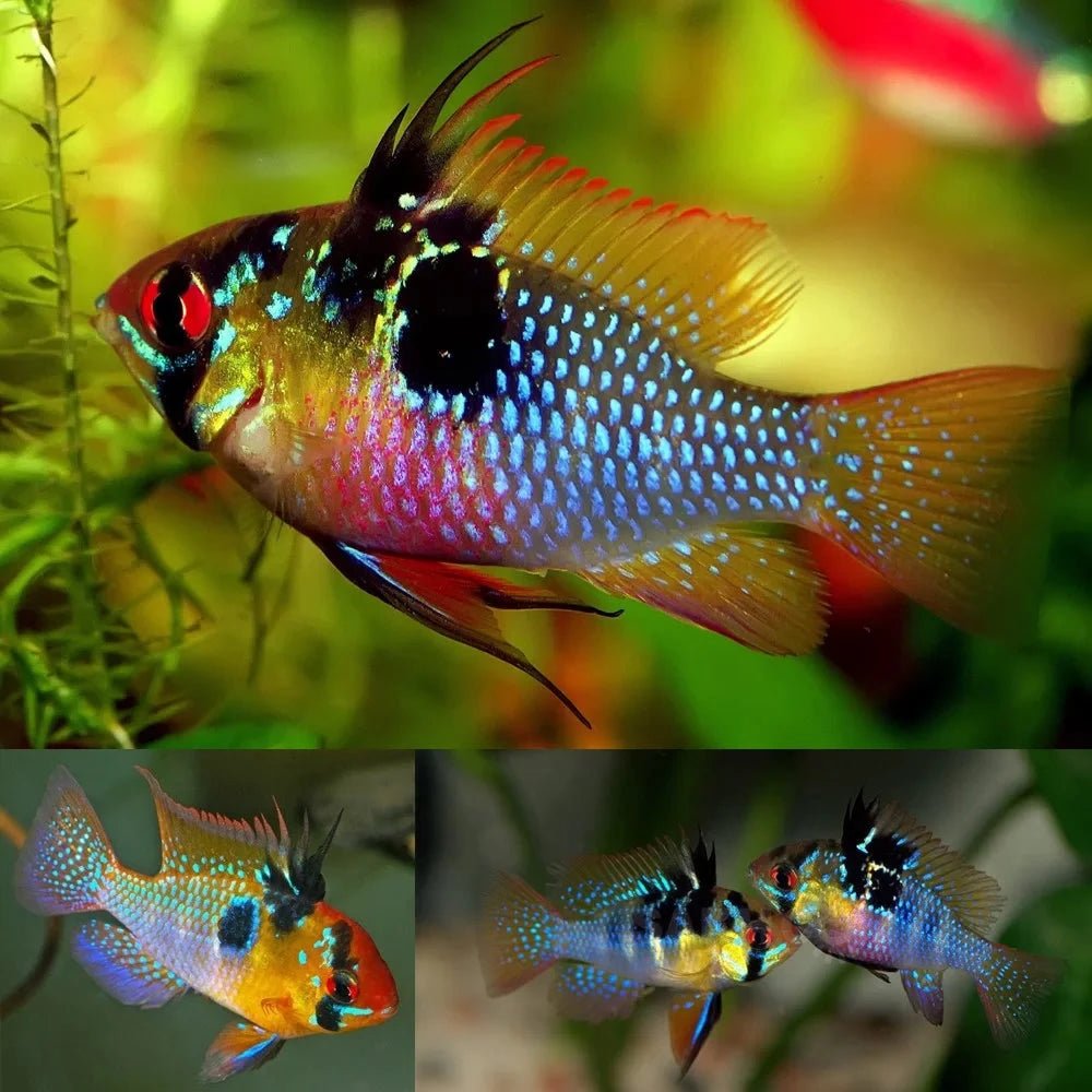Live Fish|Local - German Blue Ram | Mikrogeophagus ramirezi|Cradle Coast Pet & Aquarium