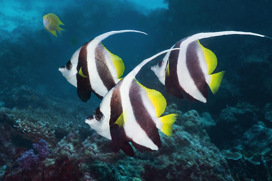 Live Fish|Longfin Bannerfish - Heniochus acuminatus|Cradle Coast Pet & Aquarium