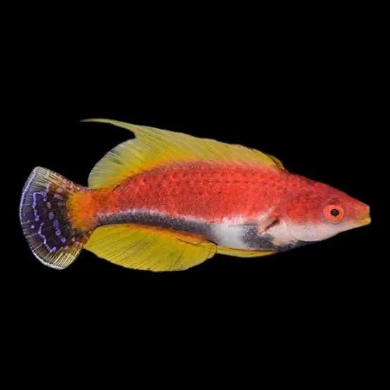 Wrasse & Hogfish | Matador. WHipfin Fairy Wrasse - Cirrhilabrus filamentosus | Cradle Coast Pet & Aquarium