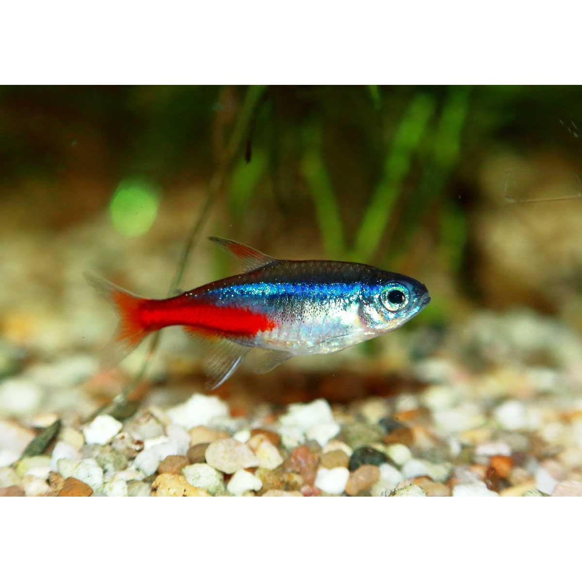 Tetra | Neon Tetra - Paracheirodon innesi | Cradle Coast Pet & Aquarium