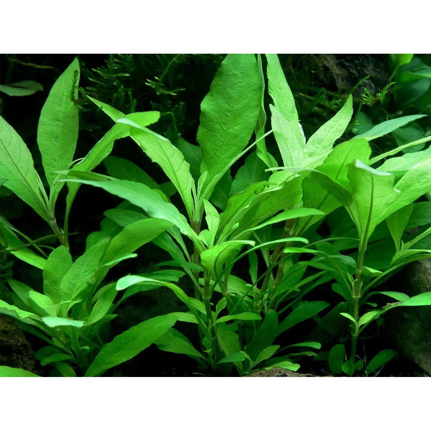 Live Plants|Nomaphila corymbosa ‘Green Temple’|Cradle Coast Pet & Aquarium