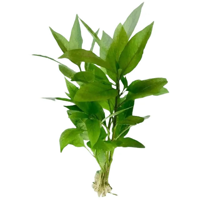 Live Plants|Nomaphila corymbosa ‘Green Temple’|Cradle Coast Pet & Aquarium