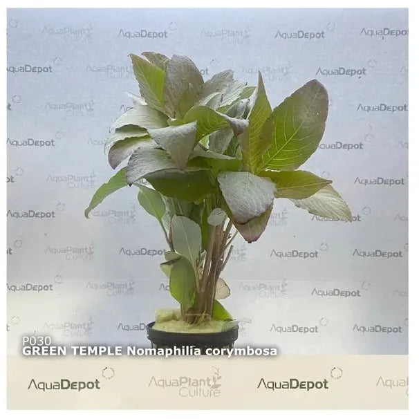 Live Plants|Nomaphila corymbosa ‘Green Temple’|Cradle Coast Pet & Aquarium