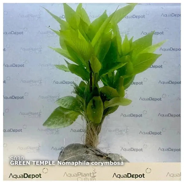 Live Plants|Nomaphila corymbosa ‘Green Temple’|Cradle Coast Pet & Aquarium