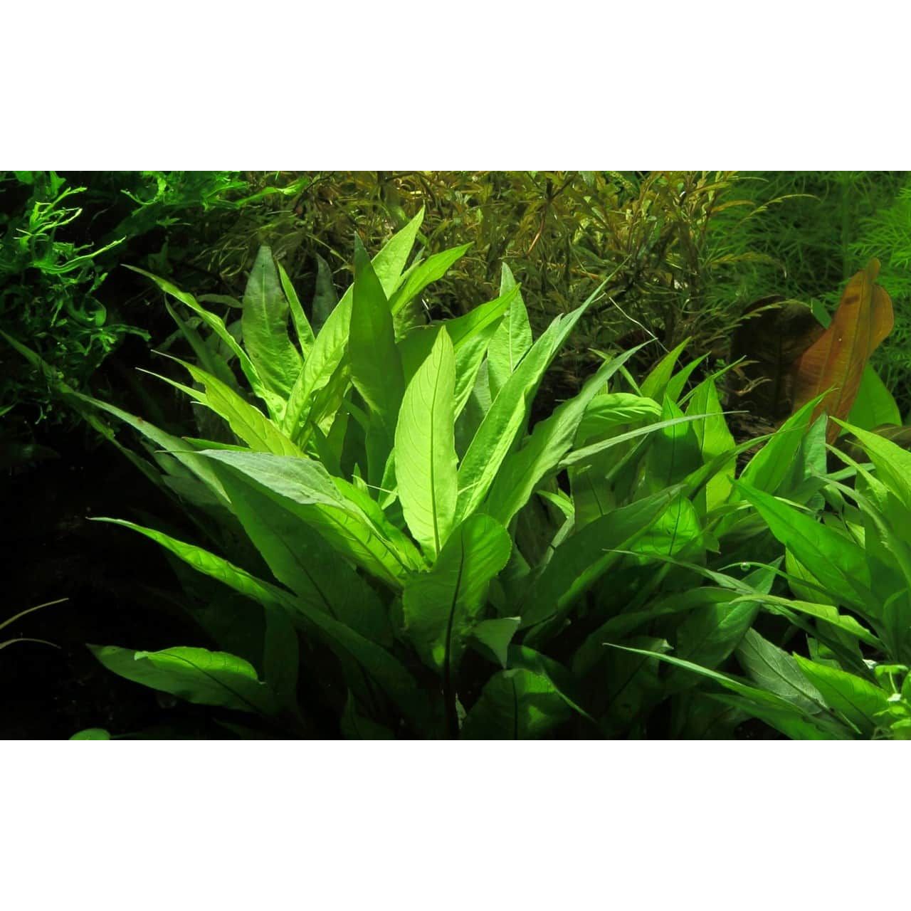 Live Plants|Nomaphila corymbosa ‘Green Temple’|Cradle Coast Pet & Aquarium
