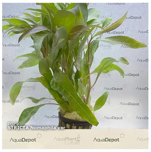 Live Plants|Nomaphila stricta|Cradle Coast Pet & Aquarium